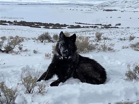 US judge to weigh cattle industry request to halt Colorado wolf reintroduction